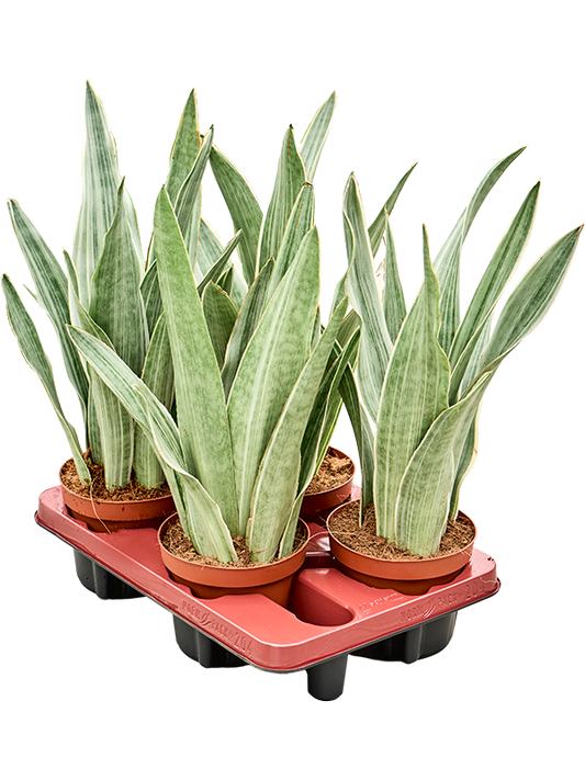 Planta naturala de interior Tuft D15xH40cm Sansevieria trifasciata 'Metallica' PS14/12cm in pamant