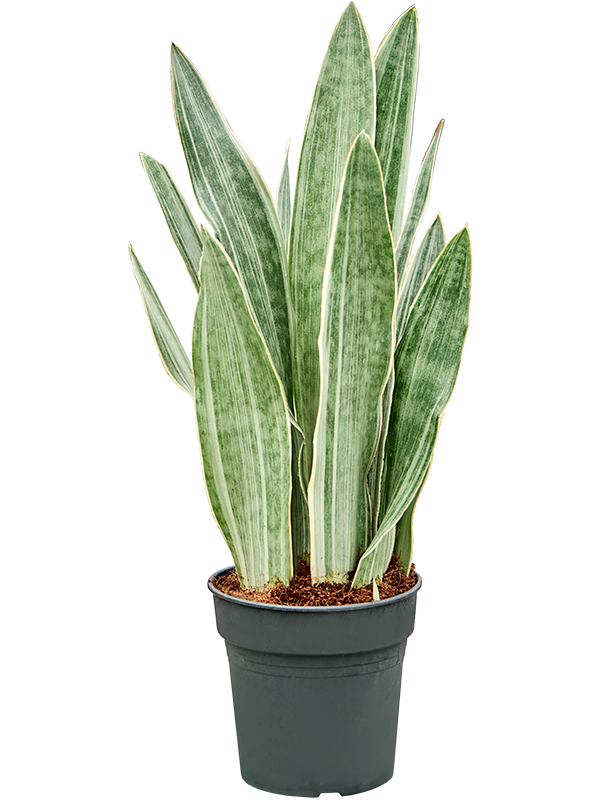 Planta naturala de interior Tuft D15xH40cm Sansevieria trifasciata 'Metallica' PS17/16cm in pamant