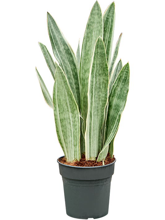 Planta naturala de interior Tuft D15xH40cm Sansevieria trifasciata 'Metallica' PS17/16cm in pamant