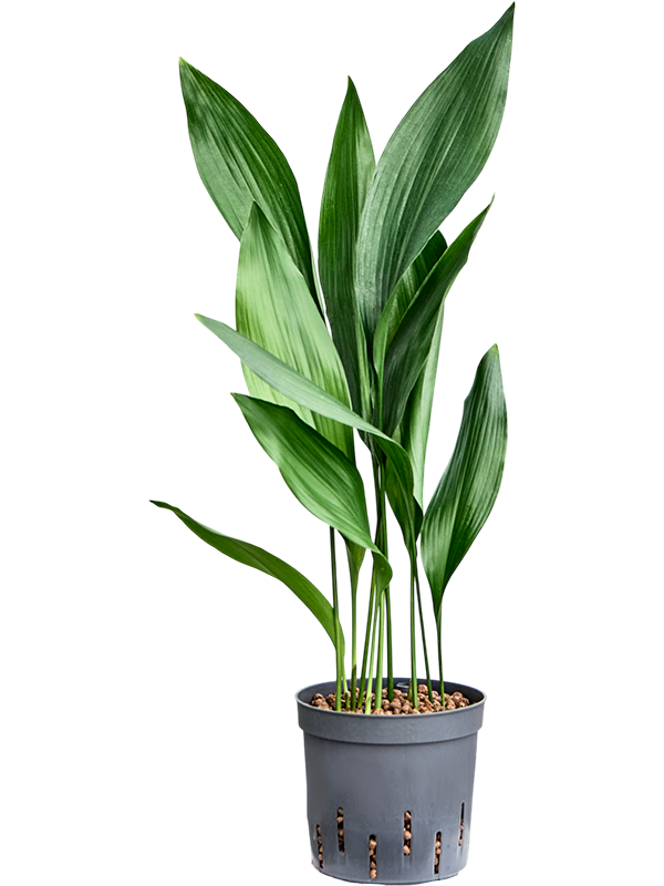 Planta naturala de interior Tuft D15xH45cm Aspidistra elatior P13/12cm in hidrogranule