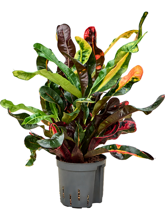 Planta naturala de interior Tuft D15xH45cm Croton (Codiaeum) variegatum 'Mammi' P13/12cm in hidrogranule