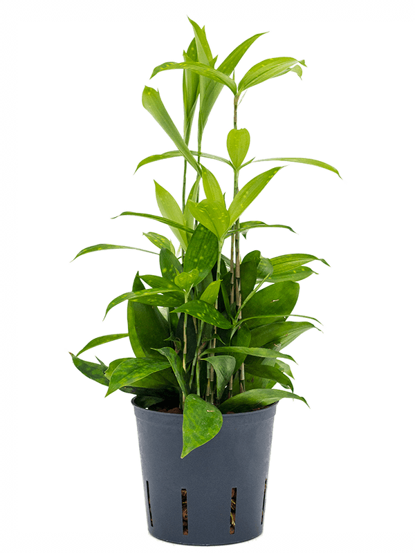 Planta naturala de interior Tuft D15xH45cm Dracaena surculosa P13/12cm in hidrogranule