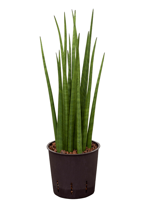 Planta naturala de interior Tuft D15xH45cm Sansevieria cylindrica 'Spikes' P13/12cm in hidrogranule