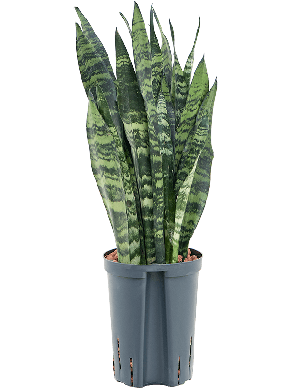 Planta naturala de interior Tuft D15xH45cm Sansevieria trifasciata 'Black Coral' P15/19cm in hidrogranule