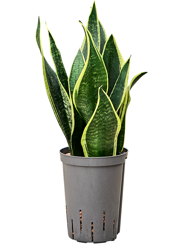 Planta naturala de interior Tuft D15xH45cm Sansevieria trifasciata 'Futura Black' P15/19cm in hidrogranule