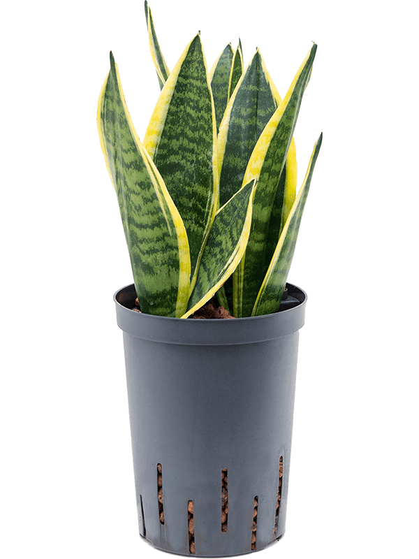 Planta naturala de interior Tuft D15xH45cm Sansevieria trifasciata 'Futura Superba' P15/19cm in hidrogranule