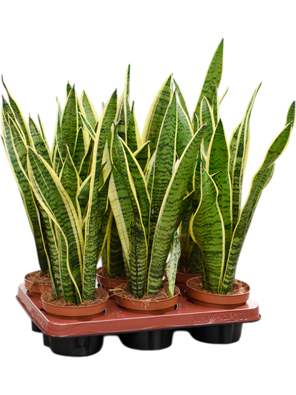 Planta naturala de interior Tuft D15xH45cm Sansevieria trifasciata 'Laurentii' PS12/10cm in pamant