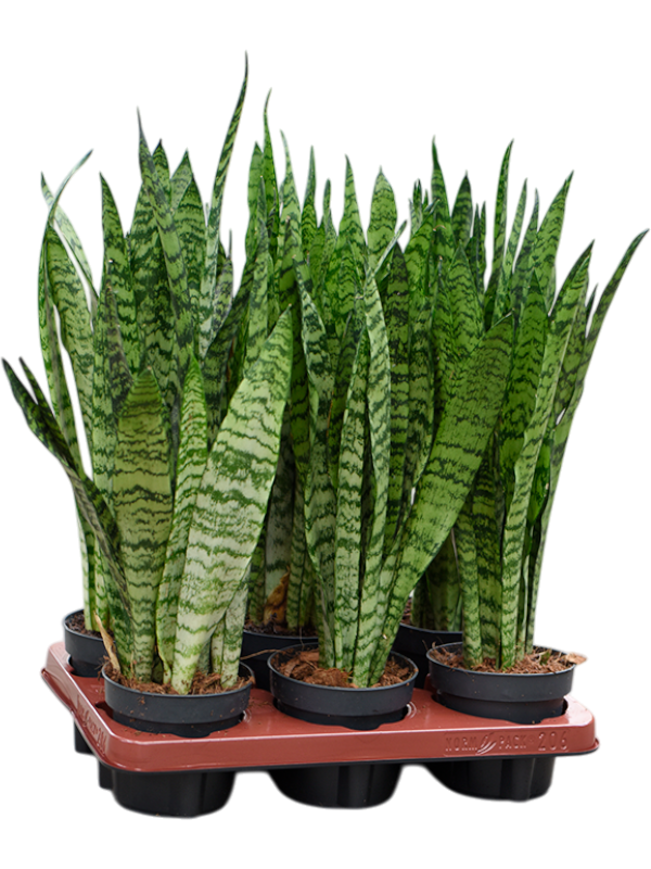Planta naturala de interior Tuft D15xH45cm Sansevieria zeylanica PS12/10cm in pamant