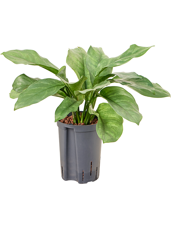 Planta naturala de interior Tuft D15xH50cm Aglaonema 'Grey' P15/19cm in hidrogranule