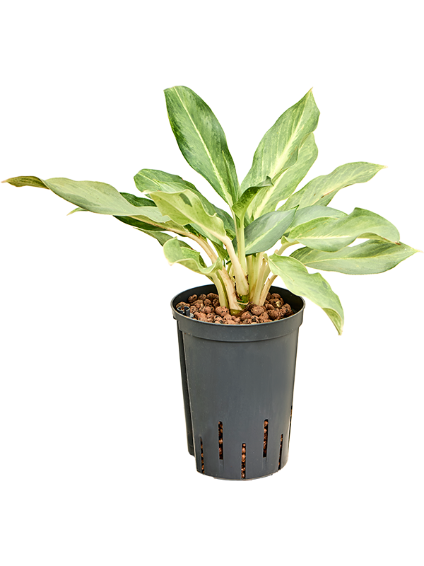 Planta naturala de interior Tuft D15xH50cm Aglaonema 'Lucky' P15/19cm in hidrogranule