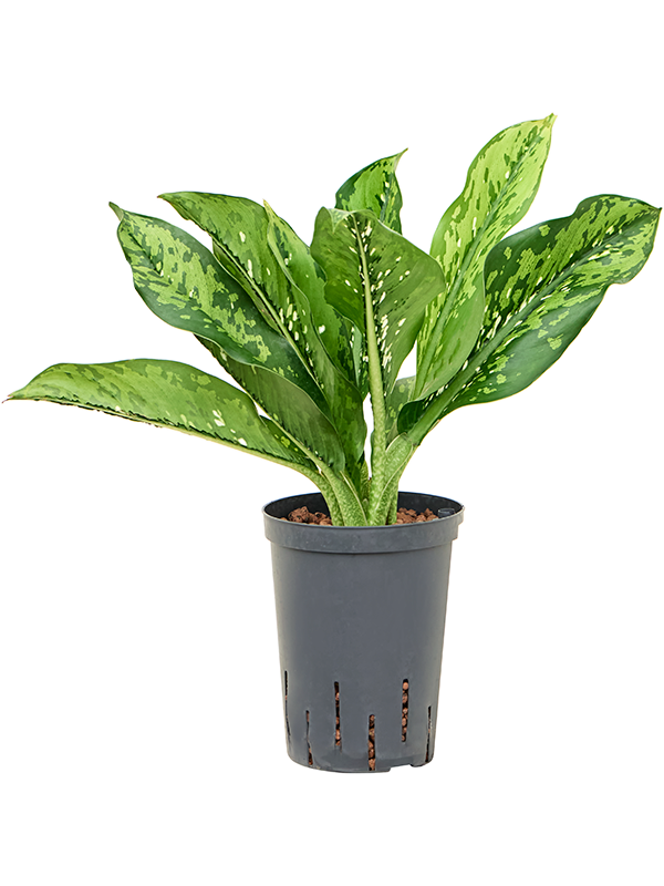 Planta naturala de interior Tuft D15xH50cm Dieffenbachia 'Crocodile' P15/19cm in hidrogranule