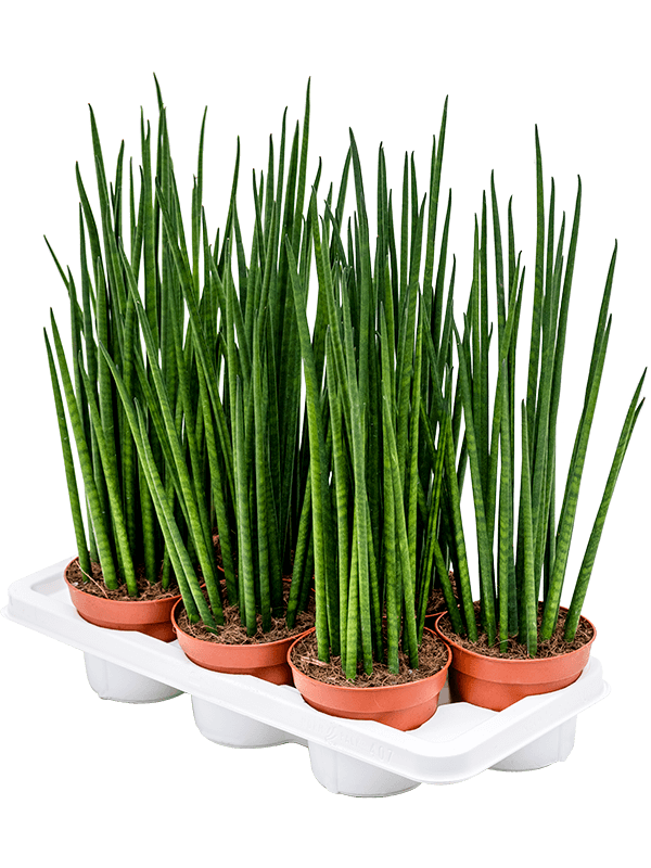 Planta naturala de interior Tuft D15xH50cm Sansevieria cylindrica 'Mikado' PS14/12cm in pamant