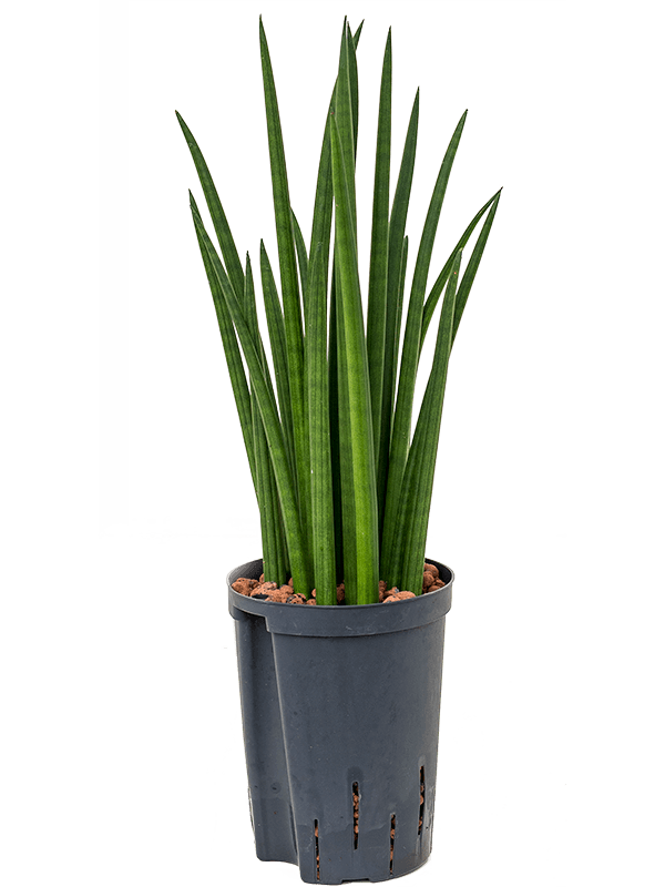 Planta naturala de interior Tuft D15xH50cm Sansevieria cylindrica 'Spikes' P15/19cm in hidrogranule