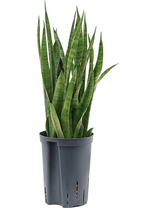 Planta naturala de interior Tuft D15xH50cm Sansevieria kirkii P15/19cm in hidrogranule