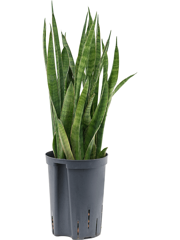 Planta naturala de interior Tuft D15xH50cm Sansevieria kirkii P15/19cm in hidrogranule