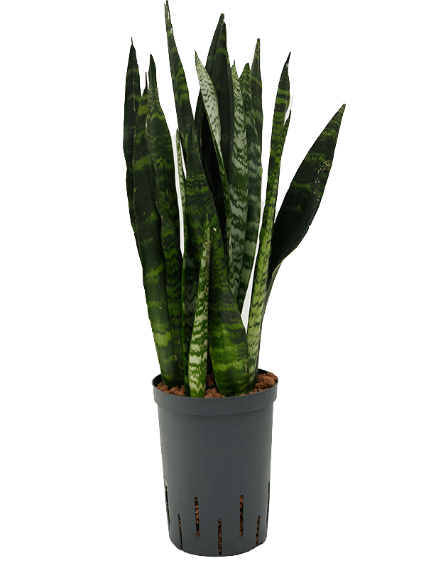 Planta naturala de interior Tuft D15xH55cm Sansevieria trifasciata 'Black Coral' P15/19cm in hidrogranule