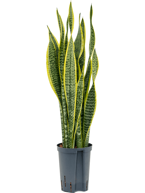 Planta naturala de interior Tuft D15xH60cm Sansevieria trifasciata 'Laurentii' P15/19cm in hidrogranule