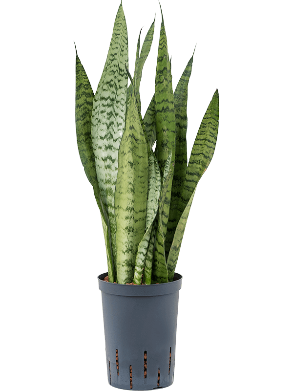 Planta naturala de interior Tuft D15xH60cm Sansevieria zeylanica P15/19cm in hidrogranule