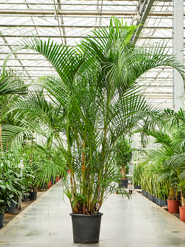 Planta naturala de interior Tuft D170xH275cm Dypsis (Areca) lutescens PS45/38cm in pamant