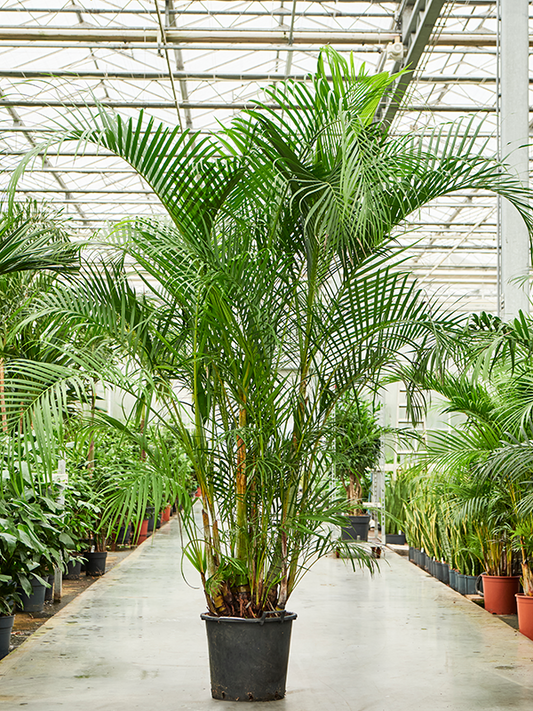 Planta naturala de interior Tuft D170xH320cm Dypsis (Areca) lutescens PS45/38cm in pamant