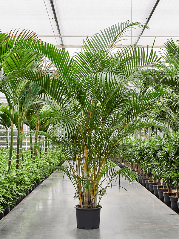 Planta naturala de interior Tuft D175xH220cm Dypsis (Areca) lutescens PS34/28cm in pamant