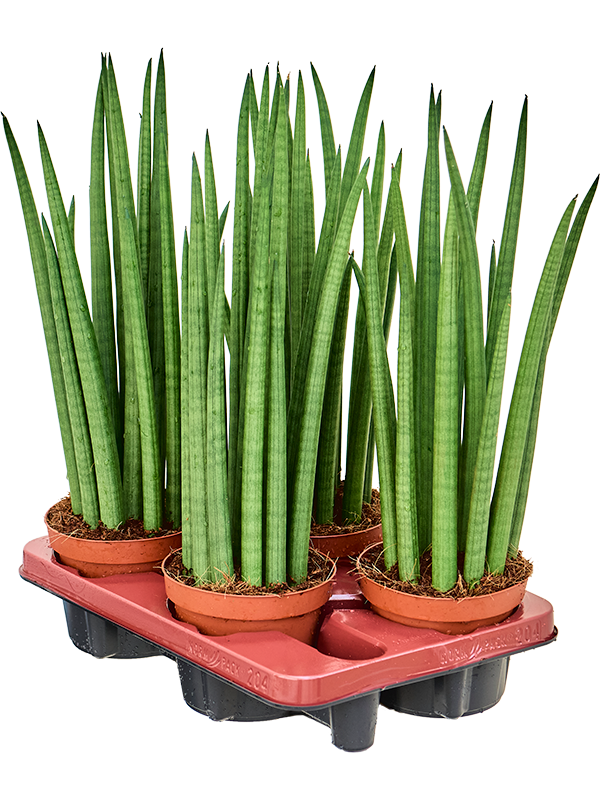 Planta naturala de interior Tuft D18xH50cm Sansevieria cylindrica 'Spikes' PS14/13cm in pamant