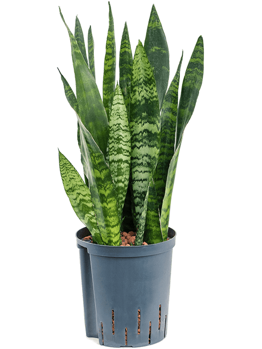 Planta naturala de interior Tuft D18xH65cm Sansevieria trifasciata 'Black Coral' P18/19cm in hidrogranule