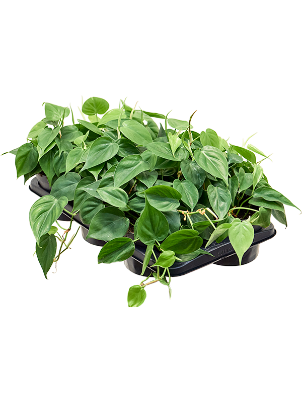 Planta naturala de interior Tuft D20xH20cm Philodendron scandens PS17/10cm in pamant