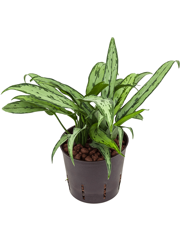 Planta naturala de interior Tuft D20xH30cm Aglaonema 'Cutlass' P13/12cm in hidrogranule