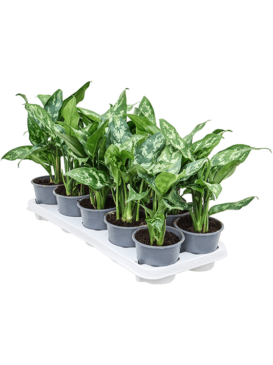 Planta naturala de interior Tuft D20xH25cm Aglaonema 'Maria' PS11/10cm in pamant