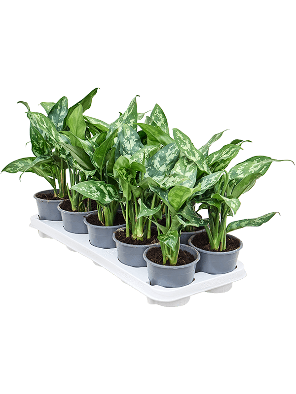 Planta naturala de interior Tuft D20xH25cm Aglaonema 'Maria' PS11/10cm in pamant