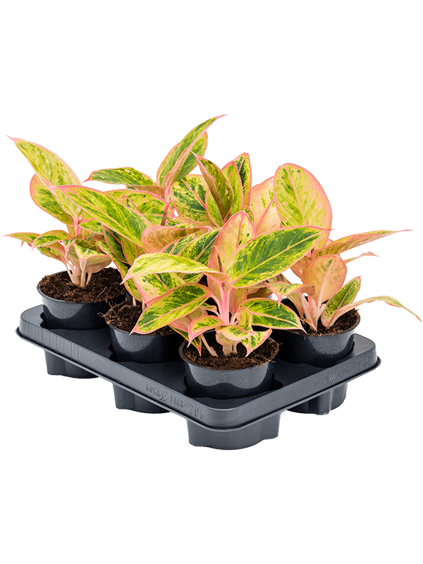 Planta naturala de interior Tuft D20xH25cm Aglaonema 'Salmon Fantasy' PS12/9cm in pamant