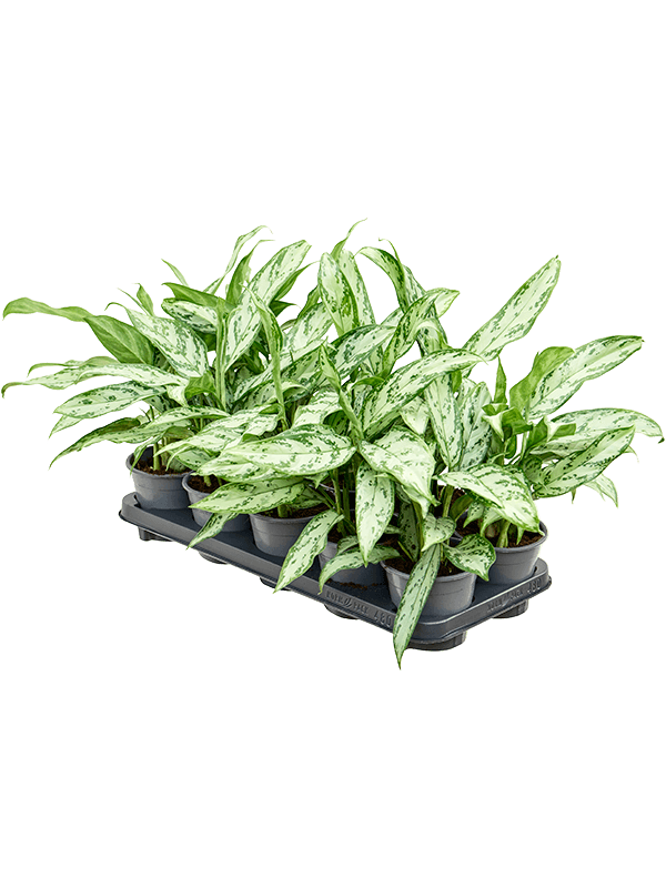 Planta naturala de interior Tuft D20xH25cm Aglaonema 'Silver Queen Compact' PS11/10cm in pamant