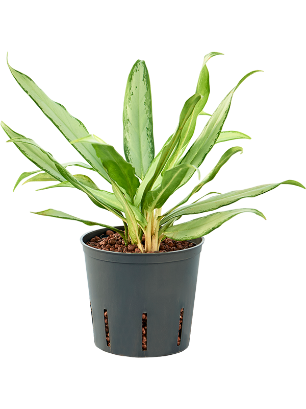 Planta naturala de interior Tuft D20xH30cm Aglaonema commutatum 'Silver lance' P13/12cm in hidrogranule