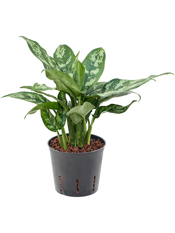 Planta naturala de interior Tuft D20xH30cm Aglaonema 'Maria' P13/12cm in hidrogranule