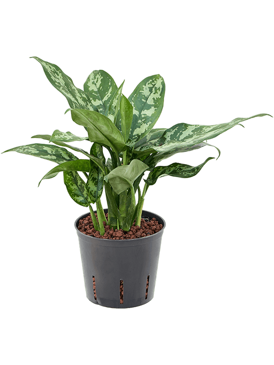 Planta naturala de interior Tuft D20xH30cm Aglaonema 'Maria' P13/12cm in hidrogranule