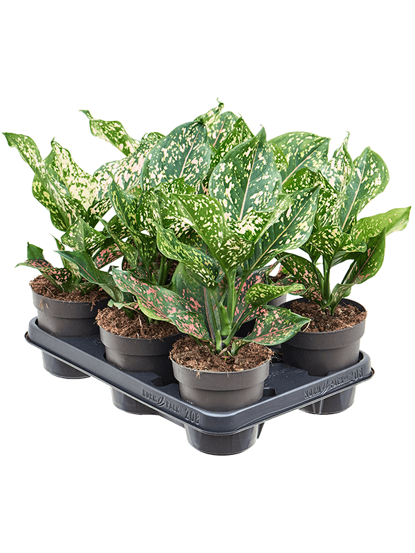 Planta naturala de interior Tuft D20xH30cm Aglaonema 'Pink Leopard' PS12/9cm in pamant