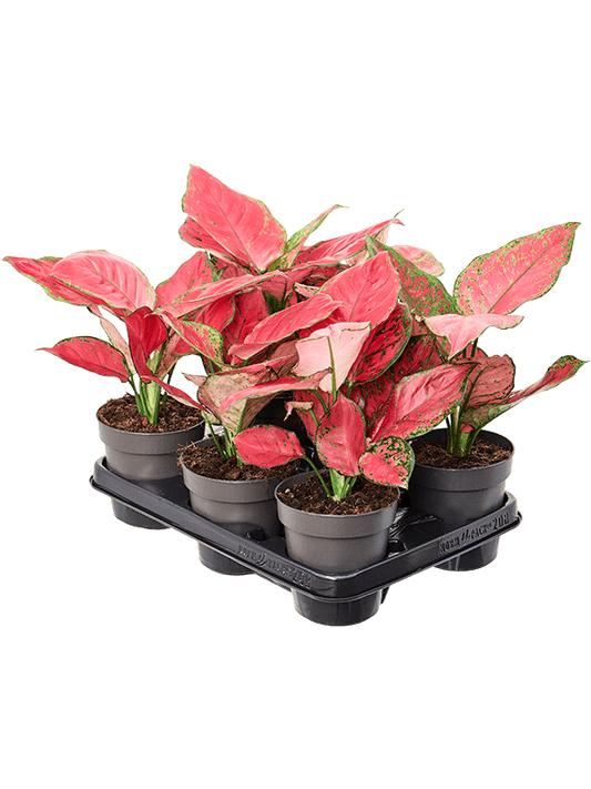 Planta naturala de interior Tuft D20xH30cm Aglaonema 'Red Joy' PS12/10m in pamant