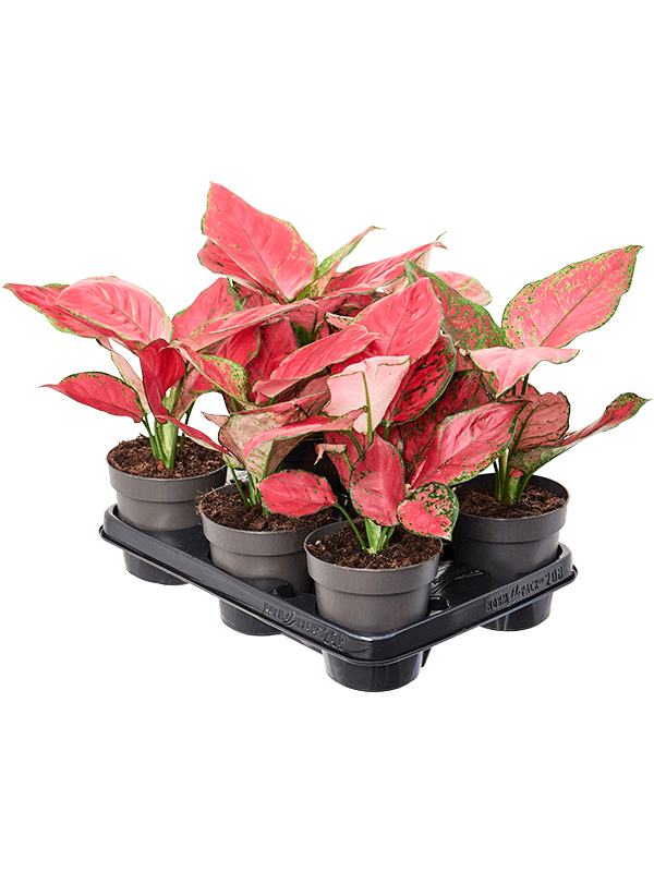 Planta naturala de interior Tuft D20xH30cm Aglaonema 'Red Joy' PS12/9cm in pamant