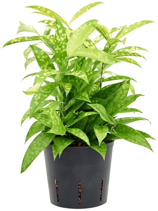 Planta naturala de interior Tuft D20xH30cm Dracaena surculosa 'Mike' P13/12cm in hidrogranule