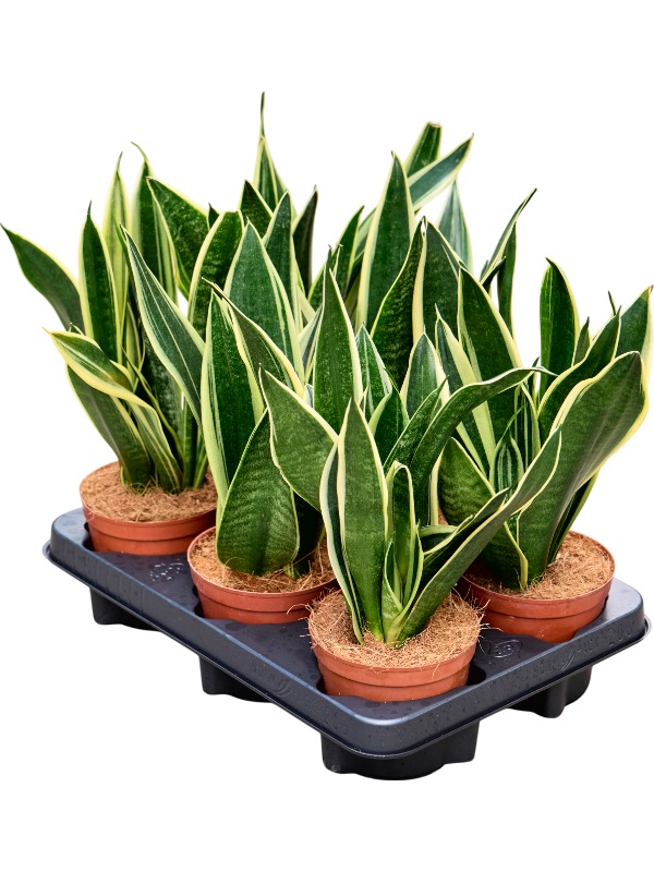 Planta naturala de interior Tuft D20xH30cm Sansevieria trifasciata 'Canary' PS12/10cm in pamant