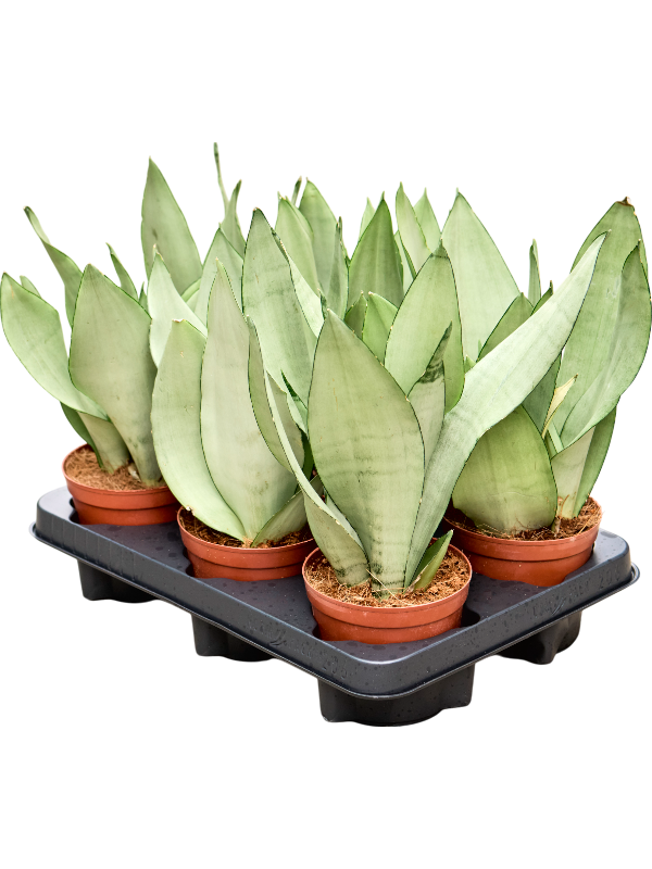 Planta naturala de interior Tuft D20xH30cm Sansevieria trifasciata 'Moonshine' PS12/10cm in pamant