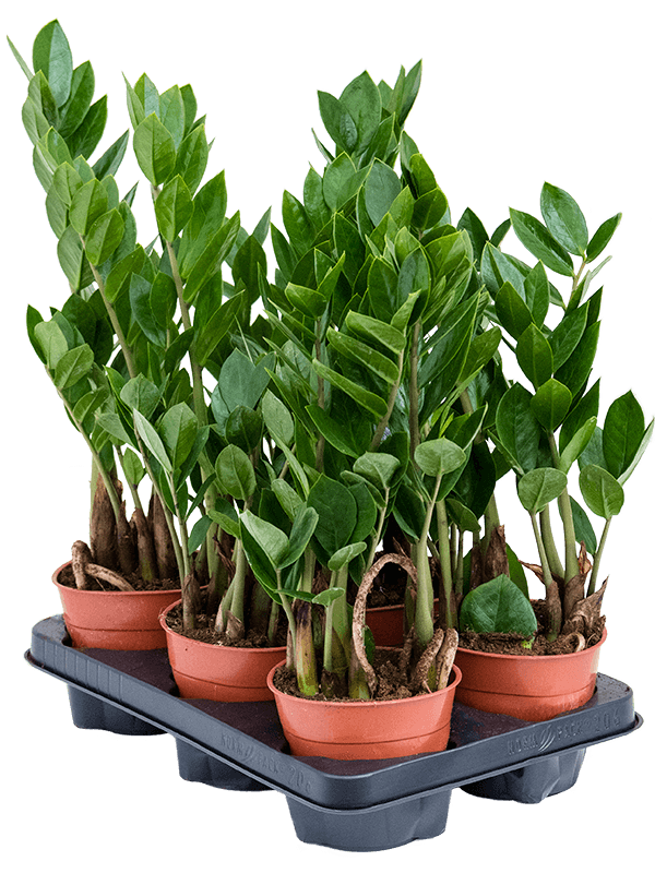 Planta naturala de interior Tuft D20xH30cm Zamioculcas zamiifolia PS12/10cm in pamant