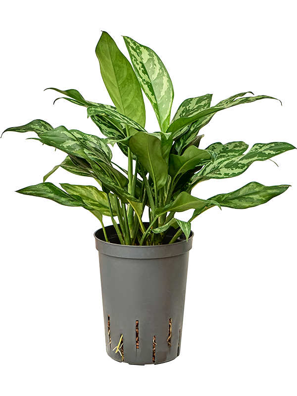 Planta naturala de interior Tuft D20xH35cm Aglaonema 'Maria' P15/19cm in hidrogranule