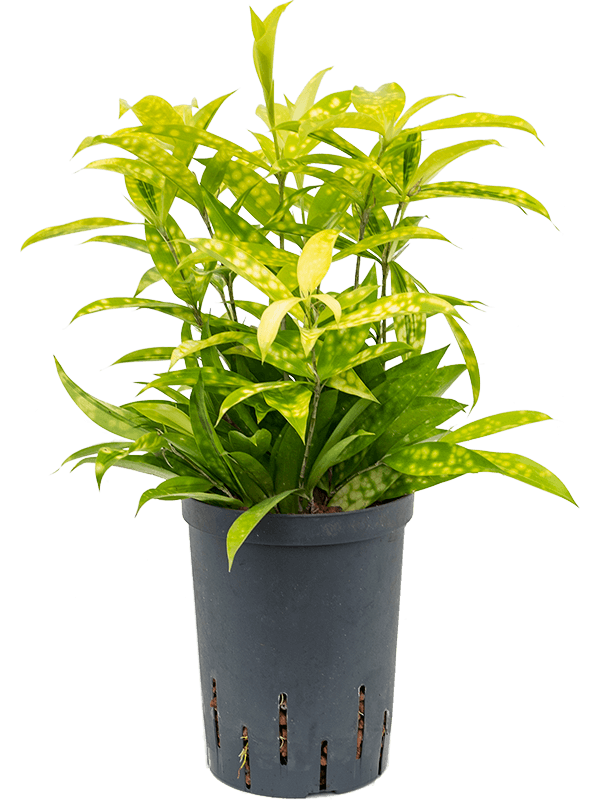 Planta naturala de interior Tuft D20xH35cm Dracaena surculosa 'Mike' P15/19cm in hidrogranule