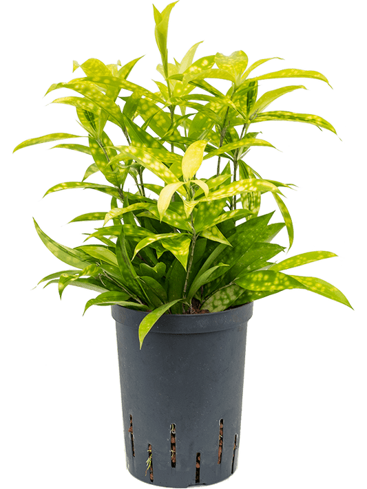 Planta naturala de interior Tuft D20xH35cm Dracaena surculosa 'Mike' P15/19cm in hidrogranule