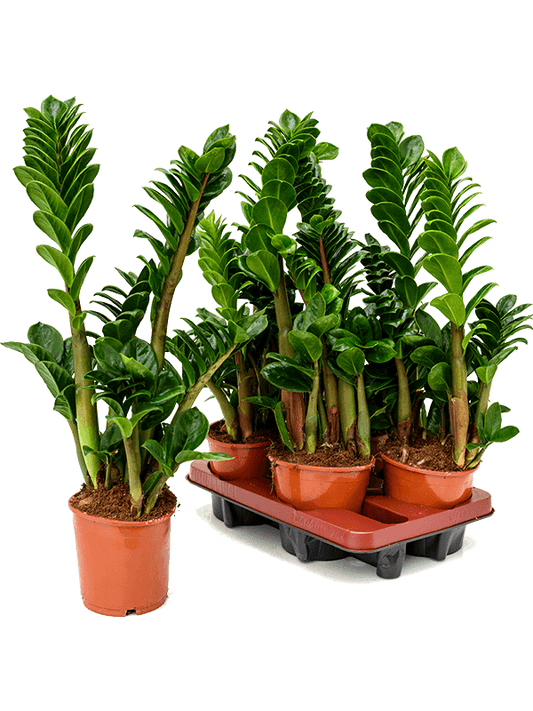 Planta naturala de interior Tuft D20xH35cm Zamioculcas zamiifolia 'Zenzi' PS14/13cm in pamant
