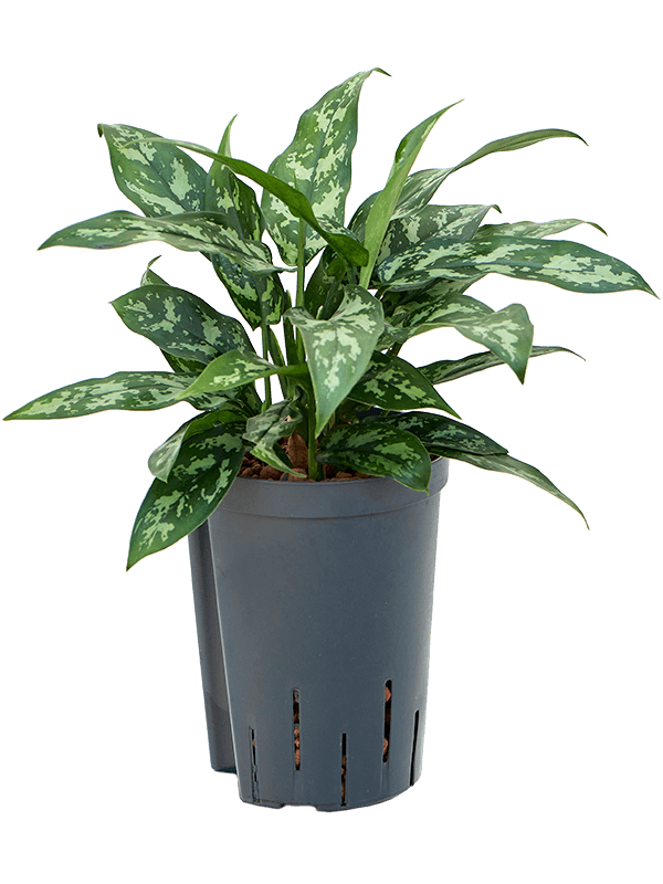 Planta naturala de interior Tuft D20xH40cm Aglaonema 'Maria' P15/19cm in hidrogranule