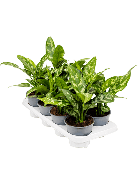 Planta naturala de interior Tuft D20xH40cm Aglaonema 'Maria' PS14/12cm in pamant
