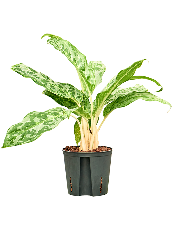 Planta naturala de interior Tuft D20xH40cm Aglaonema 'Pavo real' P13/12cm in hidrogranule